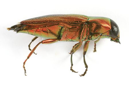 Selagis corusca, PL0653, male, EP, 12.1 × 4.4 mm